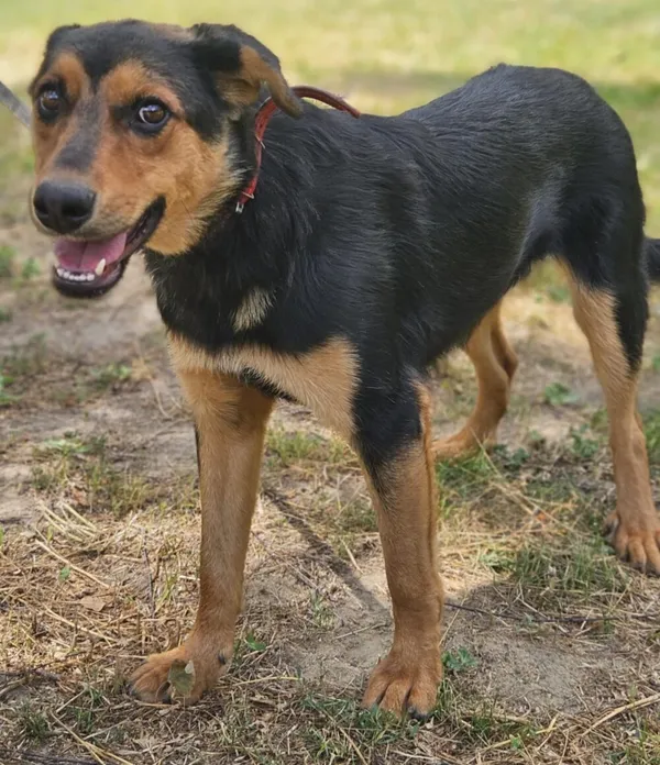 Pies do adopcji, Zgierz, 23 kwietnia 2025 (4/5)