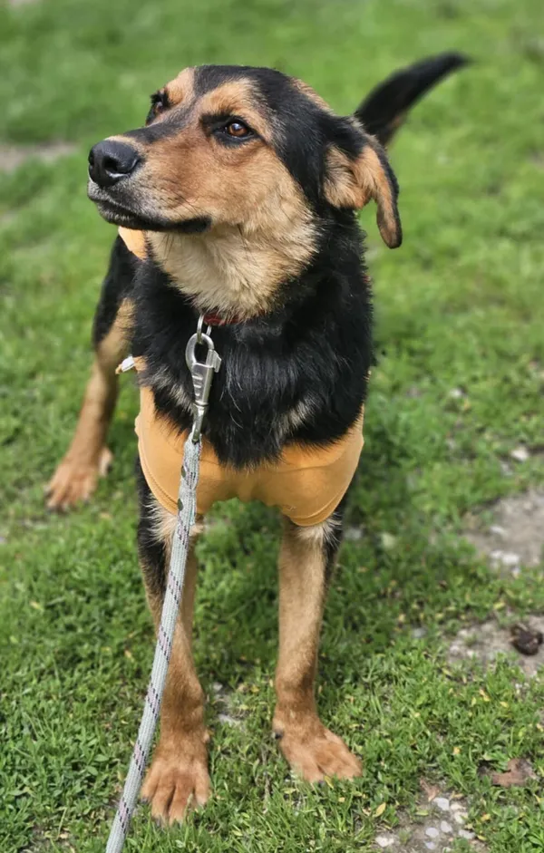 Pies do adopcji, Zgierz, 23 kwietnia 2025 (5/5)