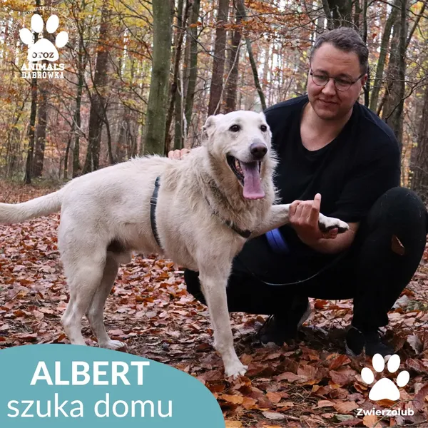 Pies do adopcji, Dąbrówka, 23 kwietnia 2025 (2/4)