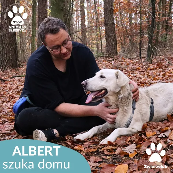 Pies do adopcji, Dąbrówka, 23 kwietnia 2025 (3/4)