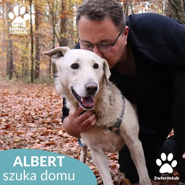 Pies do adopcji, Dąbrówka, 23 kwietnia 2025 (4/4)