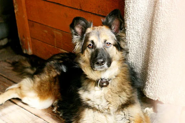 Znaleziono psa, Wałbrzych, 6 kwietnia 2025 (2/2)