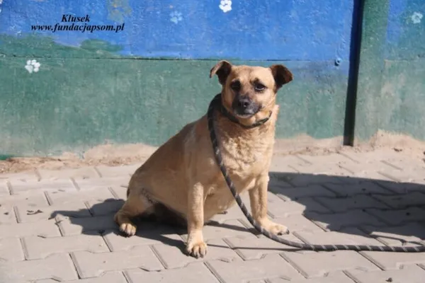 Pies do adopcji, Nowy Dwór Mazowiecki, 23 kwietnia 2025 (1/4)