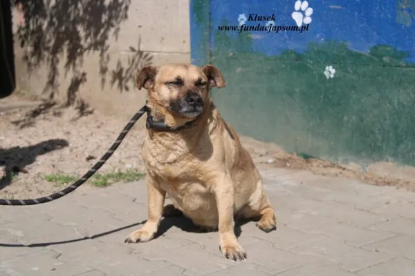 Pies do adopcji, Nowy Dwór Mazowiecki, 23 kwietnia 2025 (2/4)