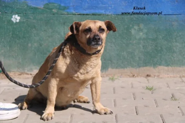 Pies do adopcji, Nowy Dwór Mazowiecki, 23 kwietnia 2025 (3/4)