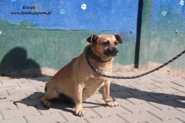 Pies do adopcji, Nowy Dwór Mazowiecki, 23 kwietnia 2025 (4/4)
