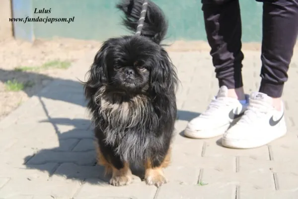 Pies do adopcji, Nowy Dwór Mazowiecki, 23 kwietnia 2025 (1/3)