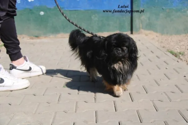 Pies do adopcji, Nowy Dwór Mazowiecki, 23 kwietnia 2025 (2/3)