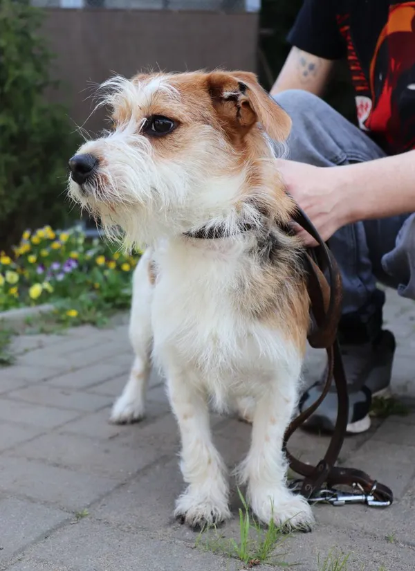 Znaleziono psa, Łódź, 23 kwietnia 2025 (2/5)