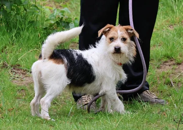 Znaleziono psa, Łódź, 23 kwietnia 2025 (4/5)