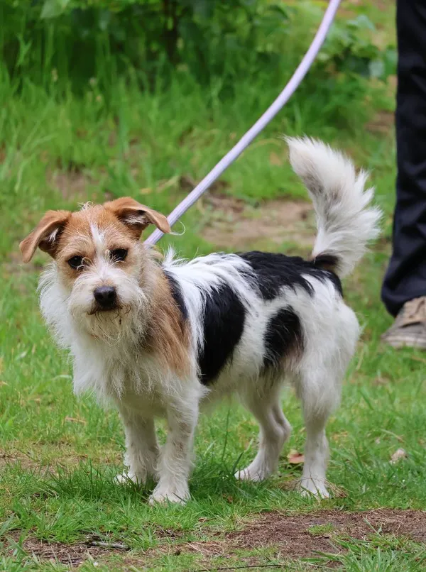 Znaleziono psa, Łódź, 23 kwietnia 2025 (5/5)