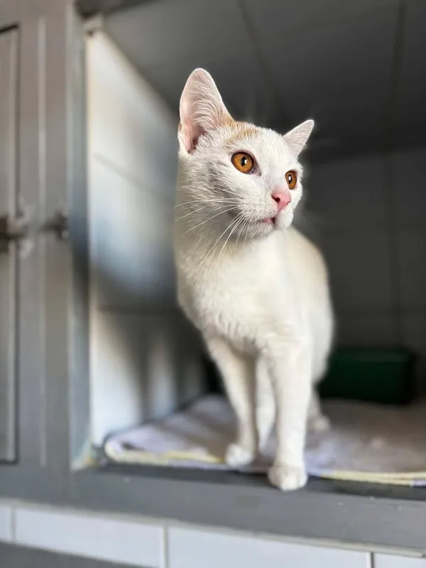 Znaleziono kota, Lublin, 18 kwietnia 2025