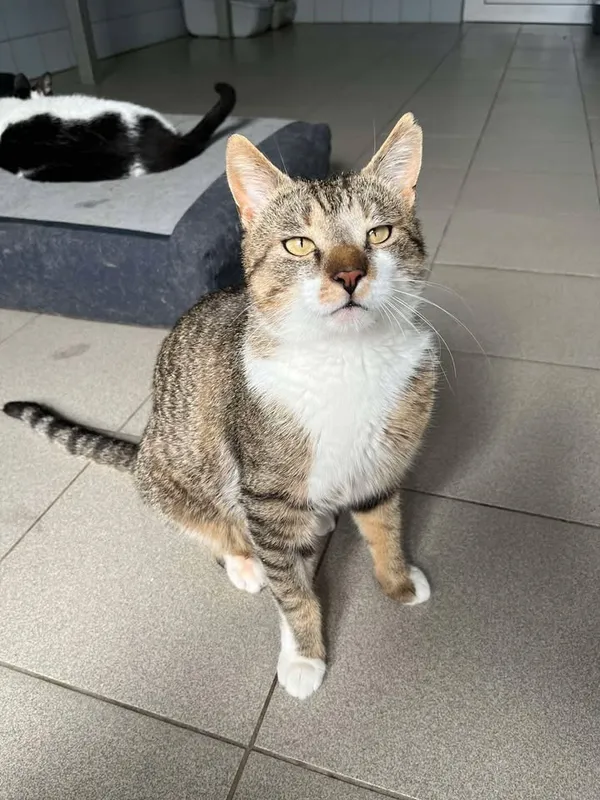 Znaleziono kota, Lublin, 20 kwietnia 2025