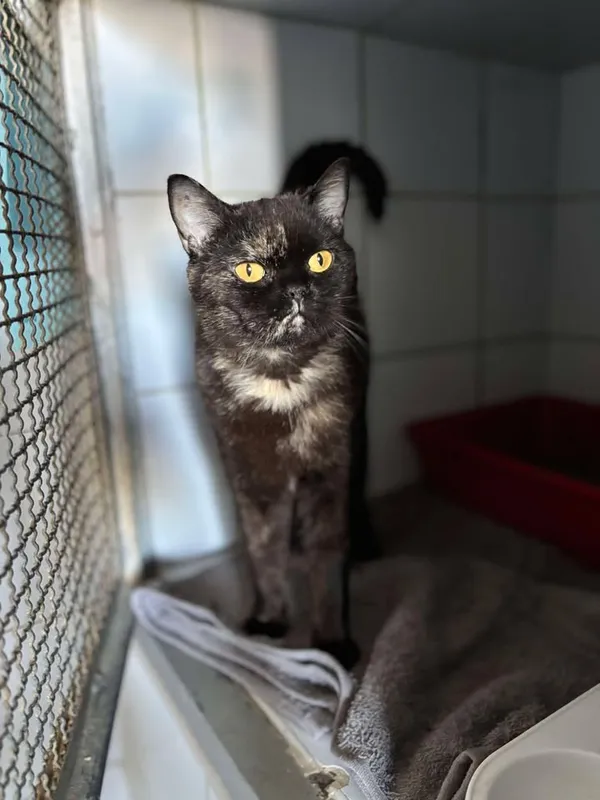 Znaleziono kota, Lublin, 21 kwietnia 2025