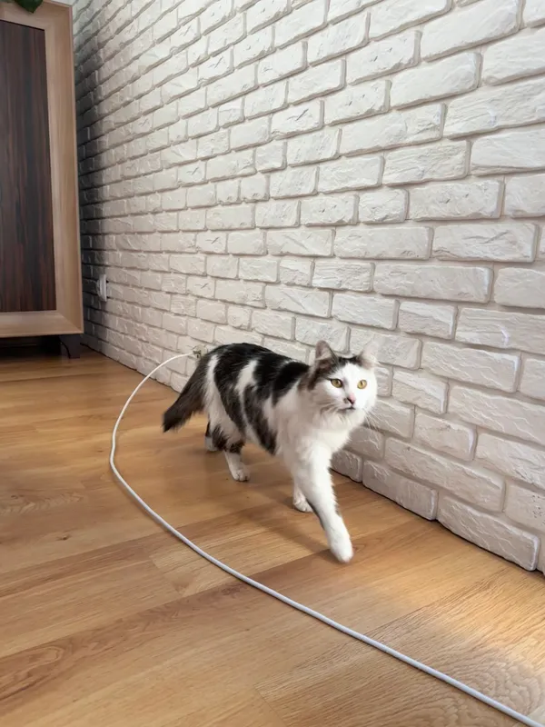 Zaginął kot, Kutno, 24 kwietnia 2025 (2/6)