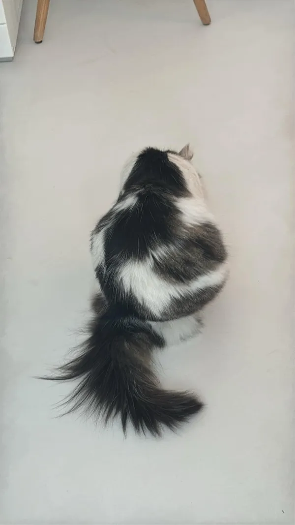 Zaginął kot, Kutno, 24 kwietnia 2025 (5/6)