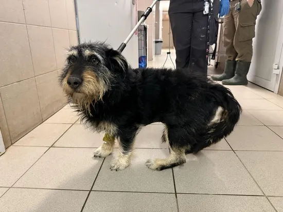 Pies do adopcji, Kraków, 8 kwietnia 2025