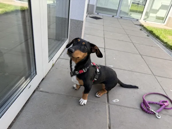 Pies do adopcji, Kraków, 9 kwietnia 2025