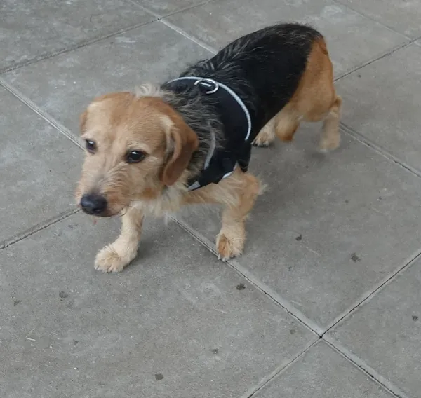 Znaleziono psa, Gdańsk, 24 kwietnia 2025