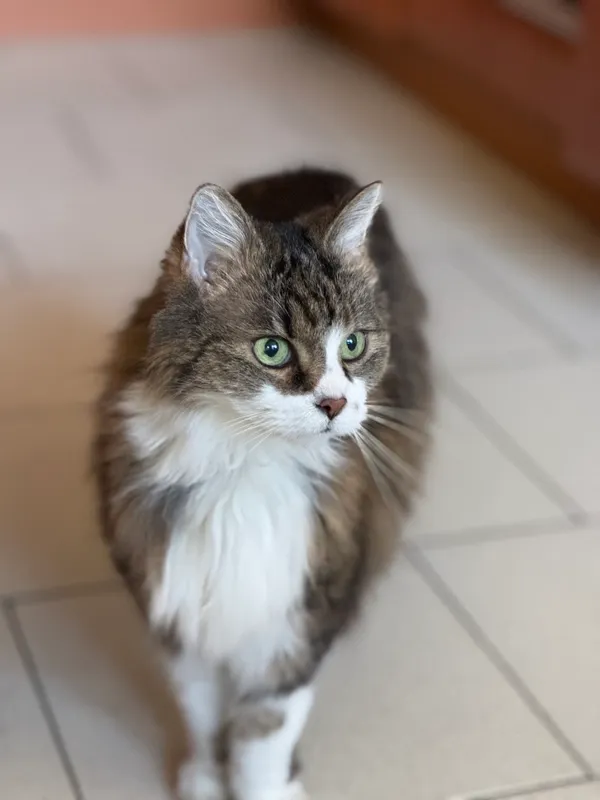 Zaginął kot, Zgierz, 24 kwietnia 2025 (1/2)