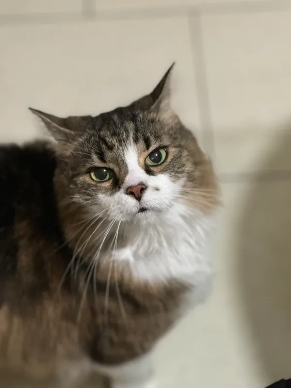 Zaginął kot, Zgierz, 24 kwietnia 2025 (2/2)