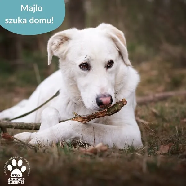 Pies do adopcji, Dąbrówka, 24 kwietnia 2025 (4/5)