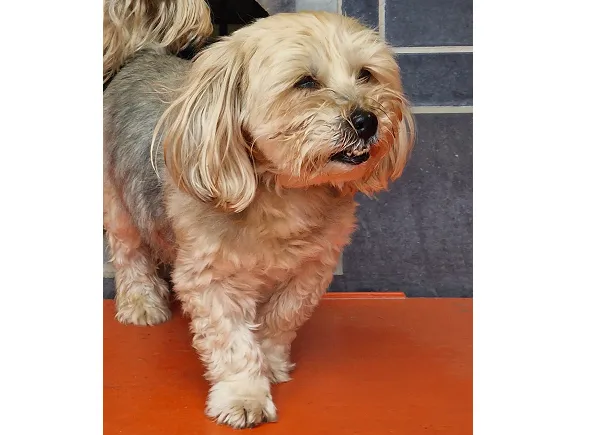 Znaleziono psa, Wrocław, 23 kwietnia 2025