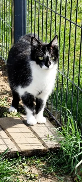 Kot do adopcji, Piła, 19 marca 2024 (2/3)