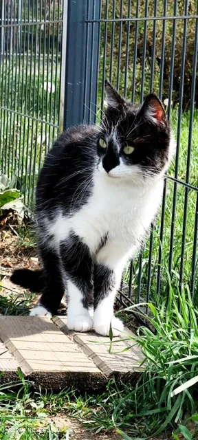 Kot do adopcji, Piła, 19 marca 2024 (3/3)