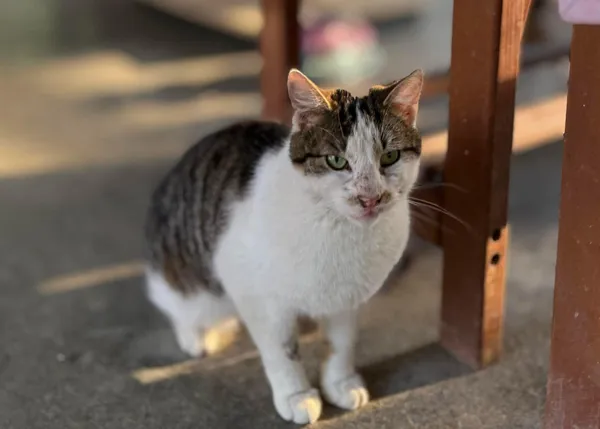 Kot do adopcji, Bydgoszcz, 24 kwietnia 2025 (2/4)