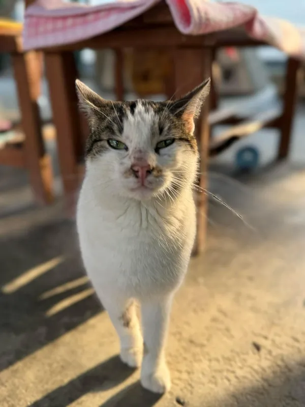 Kot do adopcji, Bydgoszcz, 24 kwietnia 2025 (3/4)