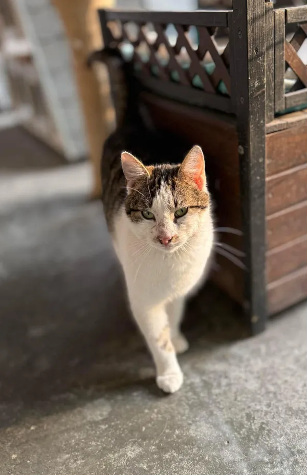 Kot do adopcji, Bydgoszcz, 24 kwietnia 2025 (4/4)