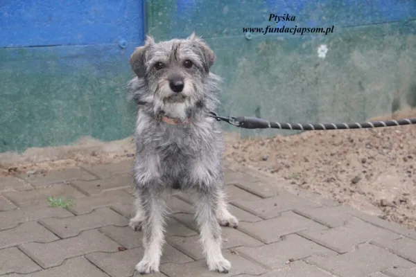 Pies do adopcji, Nowy Dwór Mazowiecki, 24 kwietnia 2025 (4/4)