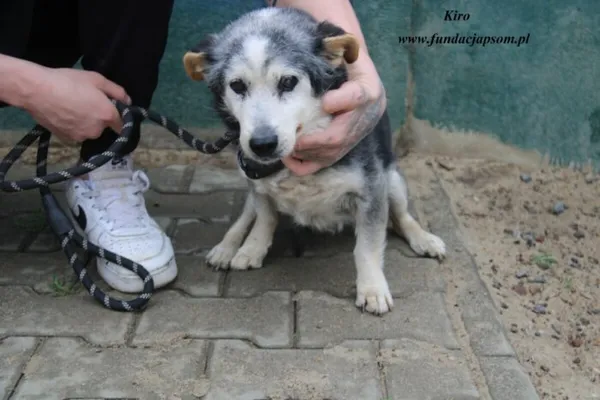 Pies do adopcji, Nowy Dwór Mazowiecki, 24 kwietnia 2025 (2/5)