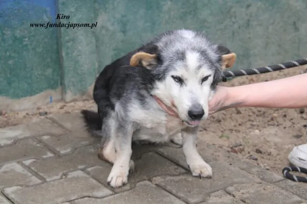 Pies do adopcji, Nowy Dwór Mazowiecki, 24 kwietnia 2025 (3/5)