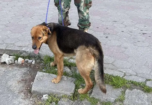 Znaleziono psa, Toruń, 23 kwietnia 2025