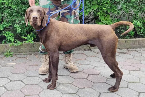 Znaleziono psa, Toruń, 23 kwietnia 2025