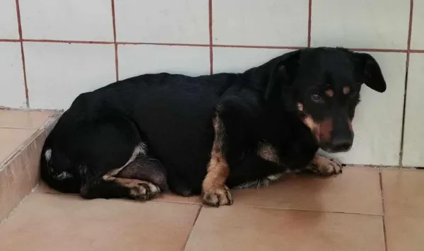 Znaleziono psa, Toruń, 22 kwietnia 2025