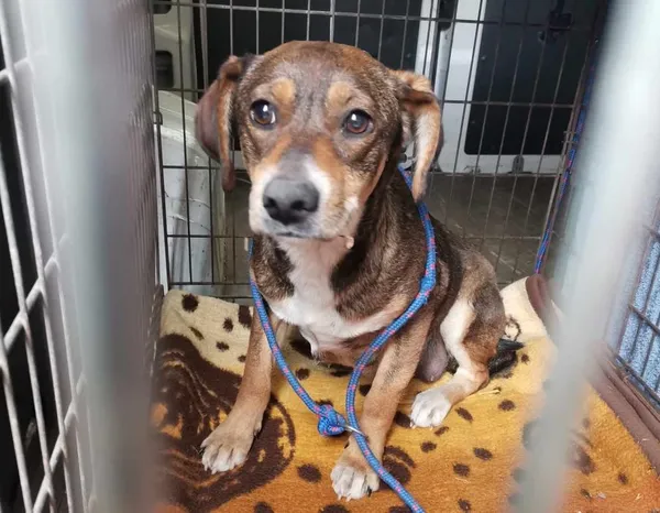 Znaleziono psa, Toruń, 22 kwietnia 2025