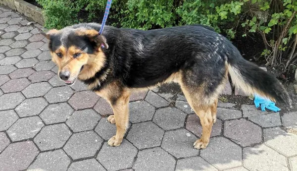 Znaleziono psa, Toruń, 22 kwietnia 2025