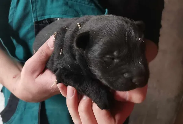 Znaleziono psa, Toruń, 22 kwietnia 2025