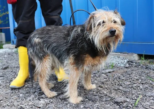 Znaleziono psa, Łódź, 23 kwietnia 2025 (2/3)