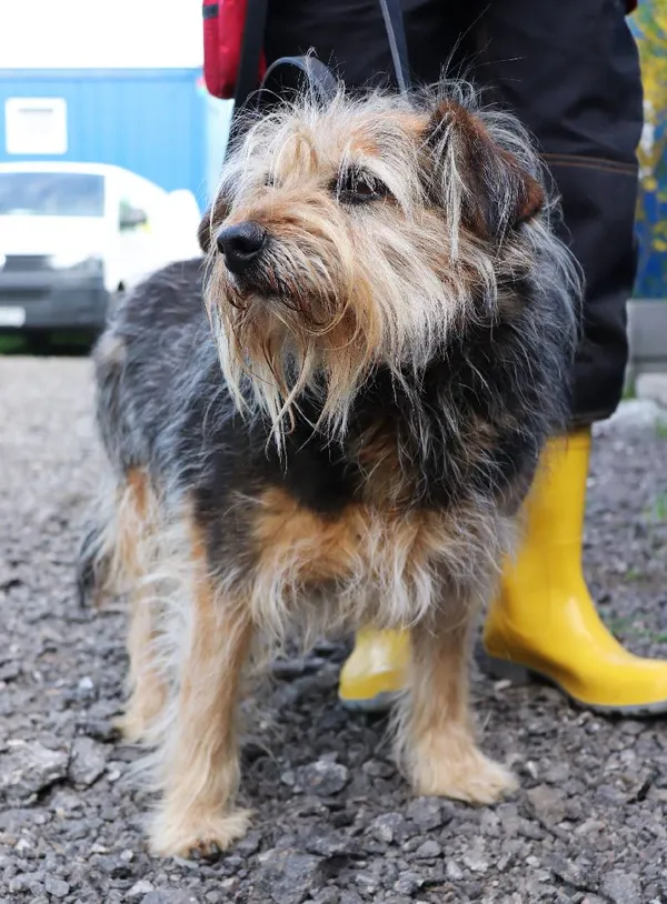 Znaleziono psa, Łódź, 23 kwietnia 2025 (3/3)