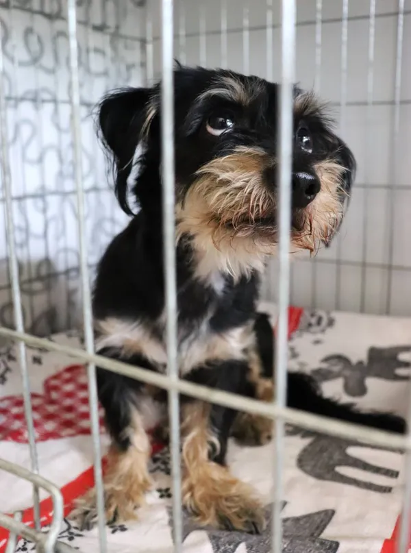 Znaleziono psa, Łódź, 23 kwietnia 2025 (1/5)