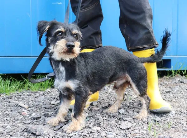 Znaleziono psa, Łódź, 23 kwietnia 2025 (2/5)