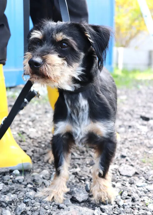 Znaleziono psa, Łódź, 23 kwietnia 2025 (3/5)