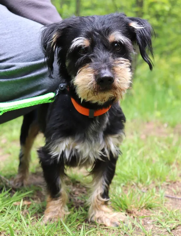 Znaleziono psa, Łódź, 23 kwietnia 2025 (4/5)