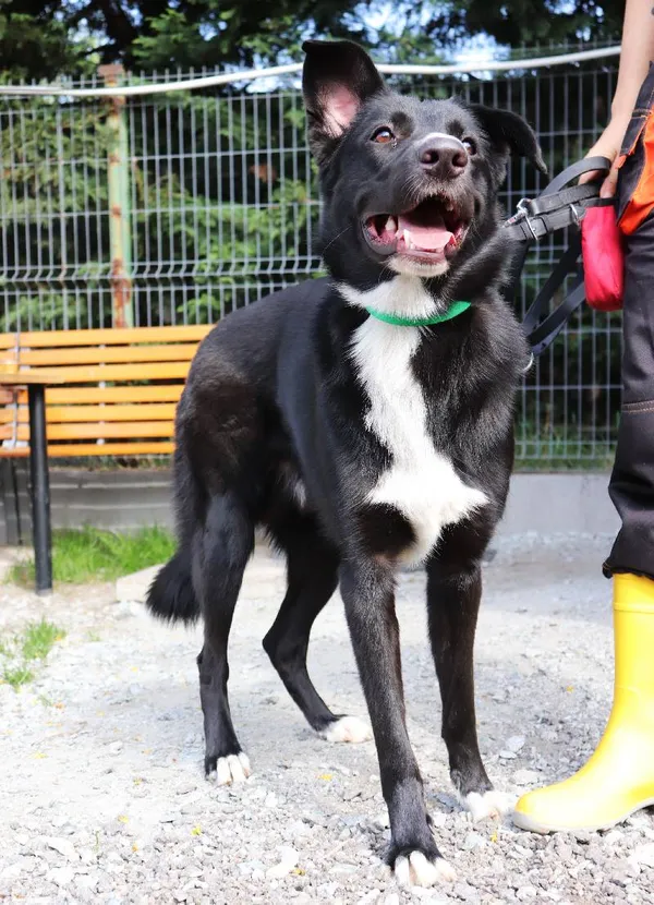 Znaleziono psa, Łódź, 23 kwietnia 2025 (1/3)