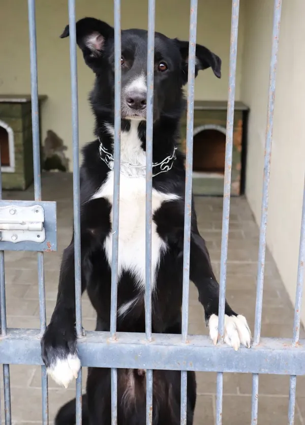 Znaleziono psa, Łódź, 23 kwietnia 2025 (2/3)