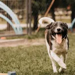 Pies do adopcji
